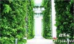 绿植墙走廊