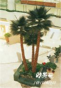 大堂仿真棕榈树