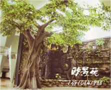 下沉庭院水泥假树