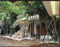 生态园榕树景观